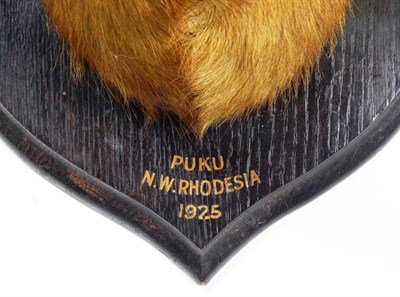 Lot 2323 - Taxidermy: Senga Puku (Kobus vardonii senganus), circa 1925, by Rowland Ward, 167 Piccadilly,...