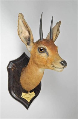 Lot 2324 - Taxidermy: South African Steenbok (Raphicerus campestris campestris), by Rowland Ward, The...