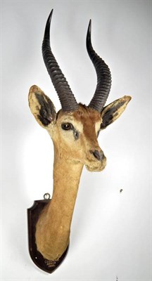 Lot 2325 - Taxidermy: Northern Gerenuk (Litocranius sclateri), circa 1935, by Edward Gerrard & Sons, 61...