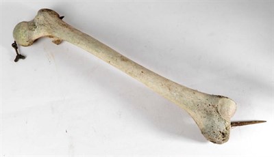 Lot 2331 - Bones/Anatomy: A Human Femur Leg Bone, circa early 20th century, a full femur leg bone,...