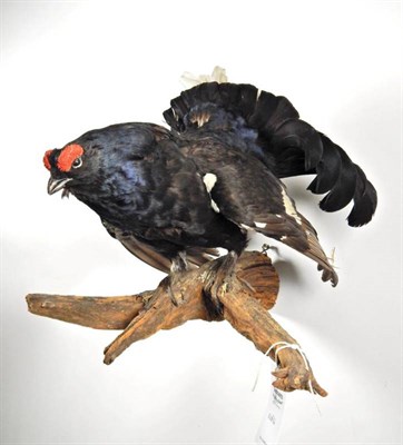 Lot 2333 - Taxidermy: Black Grouse (Lyrurus tetrix), circa late 20th century, two full mount cock birds,...