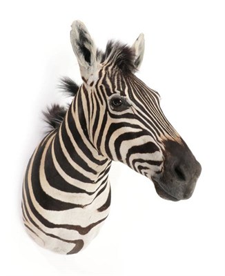 Lot 2336 - Taxidermy: A Burchell's Zebra Shoulder Mount (Equus quagga), modern, superb quality  with head...