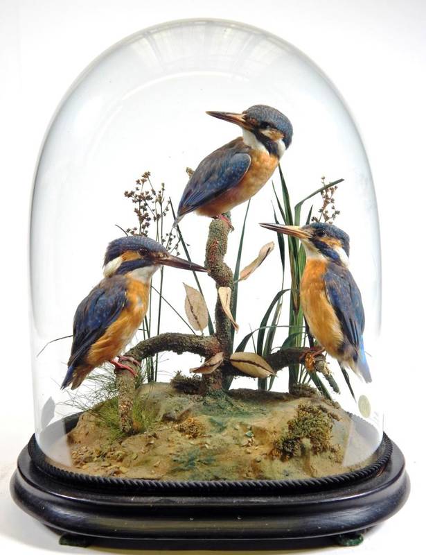 Lot 2339 - Taxidermy: A Trio of European Kingfishers (Alcedo atthis), circa 1900, by Young & Watts Ltd,...
