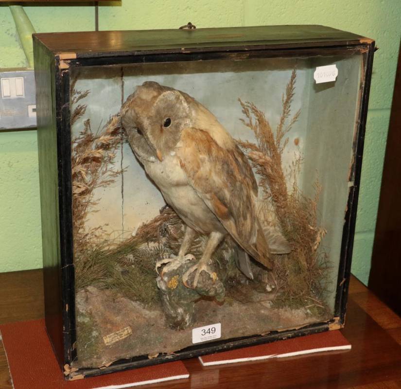 Lot 349 - Taxidermy: E F Spicer & Sons barn owl