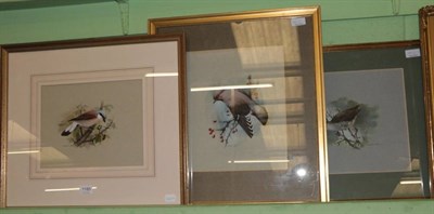 Lot 1185 - Raymond C Watson (1935-1994) Study of a Bohemian Waxwing, signed, watercolour, together with...