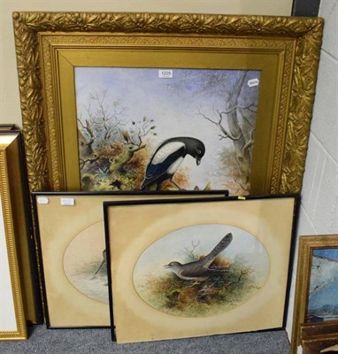 Lot 1225 - John Duncan, Study of a Magpie, watercolour, signed and dated 1906 lower right; together with...