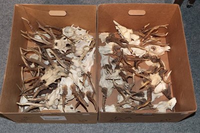 Lot 1311 - Antlers/Horns: Roe Buck (Capreolus capreolus), twenty sets of abnormal adult antlers on cut...