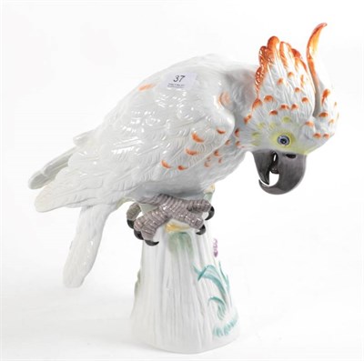 Lot 37 - A large Meissen parrot, 20th century, modelled perched on a naturalistic base, cross sword...