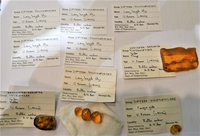 Lot 77 - Six pieces of amber, with report cards (6)