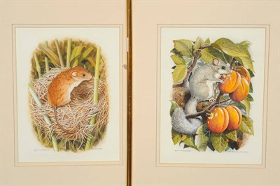 Lot 787 - Ralph D. Waterhouse (20th/21st century) "Harvest Mouse"; "Fat or Edible Dormouse" Both signed...