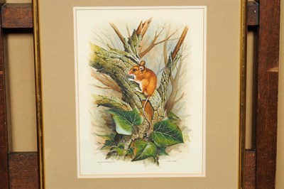 Lot 788 - Ralph D. Waterhouse (20th/21st century) "Wood Mouse" Signed, inscribed verso, watercolour and...