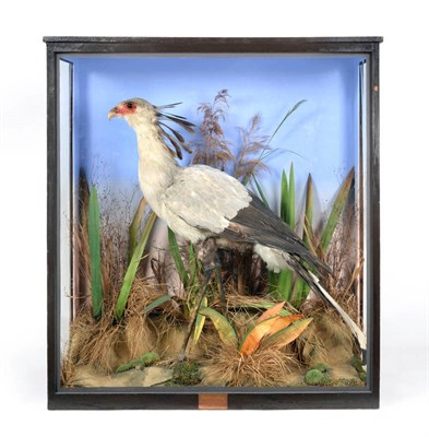 Lot 332 - Taxidermy: A Victorian Cased Secretary Bird (Sagittarius serpentarius), circa 1873, in the...