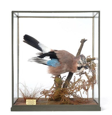 Lot 334 - Taxidermy: A Mid 20th Century European Jay (Garrulus glandarius), circa 30/10/1948, by Rowland...