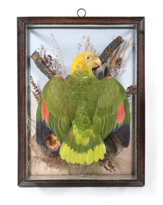 Lot 222 - Taxidermy: A Wall Cased Yellow Headed Amazon Parrot (Amazona oratrix), circa 1930, in the manner of