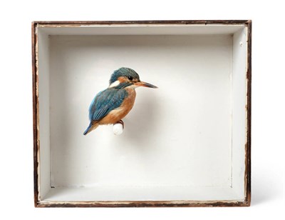 Lot 103 - Taxidermy: European Kingfisher (Alcedo athis), circa early 20th century, by Rowland Ward, 166...