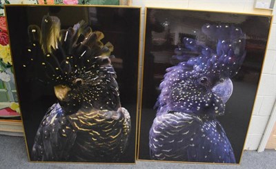 Lot 1061 - Three large decorative photographic studies of parrots, 140.5cm by 100.5cm
