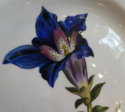 Lot 527 - A Derby Porcelain Botanical Plate, circa 1790, painted with Gentiana Acaulis Large Flower...