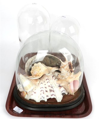 Lot 17 - Victorian glass dome with shells and two other Victorian glass domes