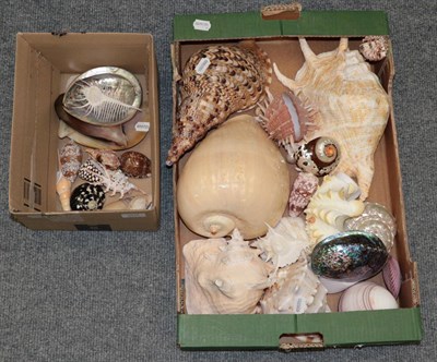 Lot 1111 - ^ A quantity of various shells including conch and mother of pearl, etc (two boxes)