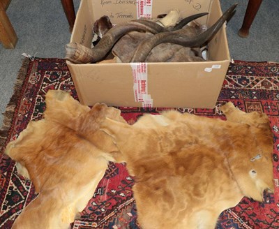 Lot 1155 - Hides/Pelts: A Quantity of Animal Hides, to include Red Kangaroo, two Chamois, Mouflon, two...
