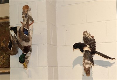 Lot 1202 - Taxidermy: Mallard Duck & Magpie , circa late 20th century, a full mount Mallard Duck drake mounted