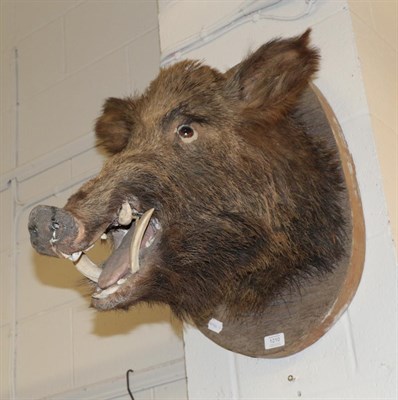 Lot 1210 - Taxidermy: European Wild Boar (Sus scrofa), circa early 20th century, head mount looking...