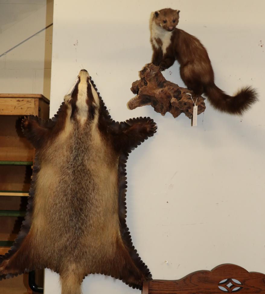 Lot 1215 - Taxidermy: Beech Marten & European Badger, circa late 20th century, a full mount Beech Marten...