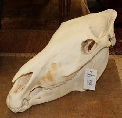 Lot 1249 - Skulls/Anatomy: Burchell's Zebra Skull (Equus quagga), modern, complete bleached skull, 45cm by...