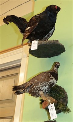 Lot 1331 - Taxidermy: Full mount black grouse cockbird with head lowered, mounted upon a faux rock base,...