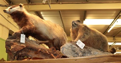 Lot 1336 - Taxidermy: Alpine Marmot & European Badger, circa late 20th century, a full mount Alpine Marmot...