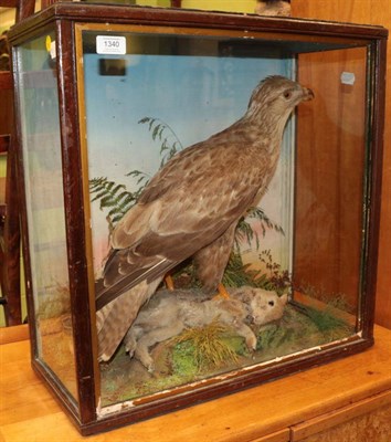 Lot 1340 - Taxidermy: A Common Buzzard with Rabbit Prey (Buteo buteo), circa 1900, by Thomas Jefferies of...