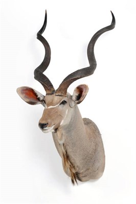 Lot 1266 - Greater Kudu (Tragelaphus strepsiceros), South Africa, modern, shoulder mount, right horn...