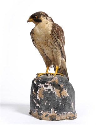 Lot 1267 - Peregrine Falcon (Falco peregrinus), shot in 1950, full mount, perched and turning to dexter,...