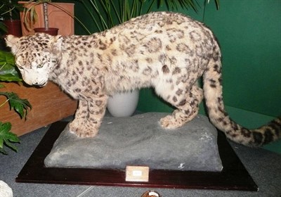 Lot 1270 - Snow Leopard or Ounce (Pardus uncia), circa 1920, full mount, in standing pose turning to the...