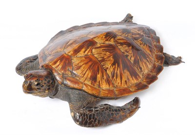 Lot 1272 - Hawksbill Turtle (Eretmochelys imbricata), circa 1850-1900, full mount, with wire hook through...