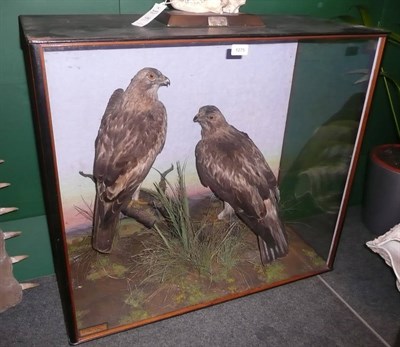 Lot 1275 - Booted Eagle (Hieractus pennatus), The Rocina, Southern Spain, 12.4.1910, male and female full...