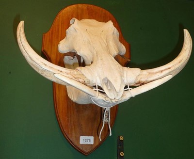 Lot 1276 - Warthog (Phacochaerus africanus), upper and lower skull, modern, upper right tusk 25cm, upper...