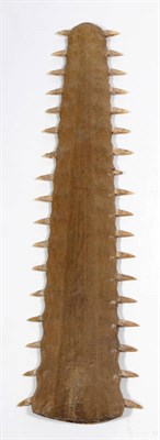 Lot 1278 - Large Sawfish (Pristidae: sub species), Rostrum, early 20th century, eighteen teeth on the...