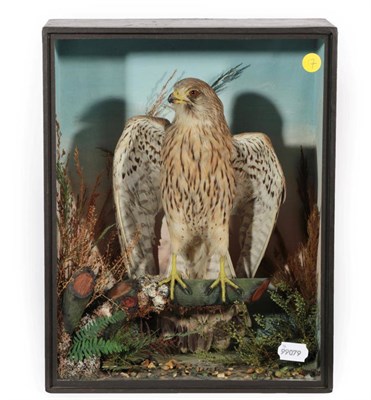 Lot 1 - Taxidermy: A Victorian Cased Common Kestrel (Falco tinnunculus), by James Gardner, 29, Late 426...