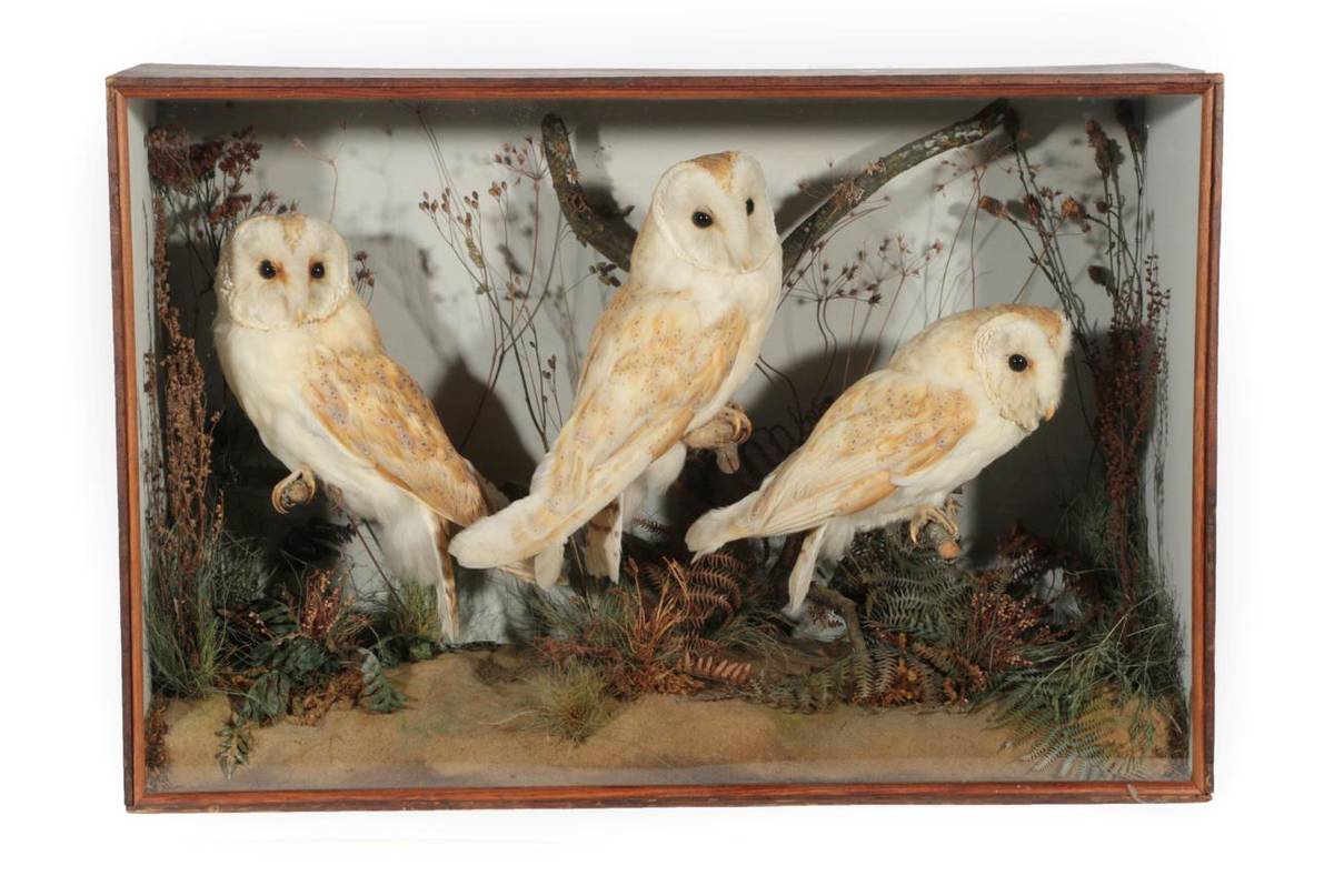 Lot 2 - Taxidermy: A Cased Diorama of Barn Owls (Tito alba), 1838-1906, by J.A. Cole, Castle Meadow,...