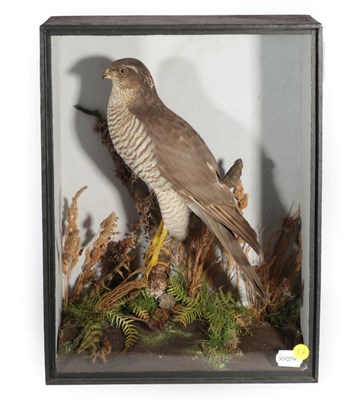 Lot 3 - Taxidermy: A Victorian Cased Sparrowhawk (Accipter nisus), by T.E. Gunn, 86 St Giles Street,...