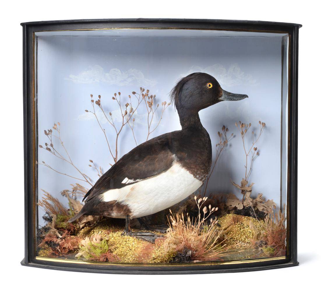 Lot 4 - Taxidermy: A Cased Tufted Duck (Aythya fuligula), by John Cooper & Sons, 28 Radnor Street, St...