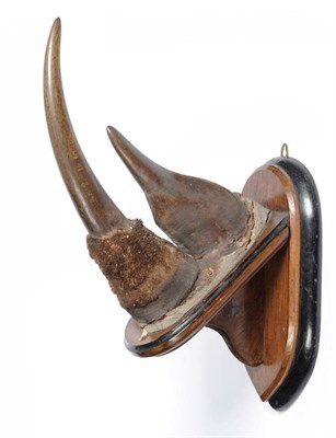 Lot 1279 - African Black Rhinoceros (Diceros bicornis), circa 1925, anterior and posterior horns, on...