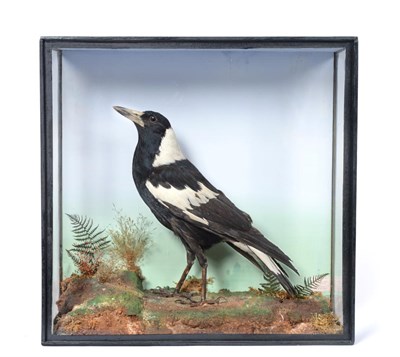 Lot 7 - Taxidermy: An Unusual Australian Magpie (Gymnorhina tibicen), circa early 20th century, by...
