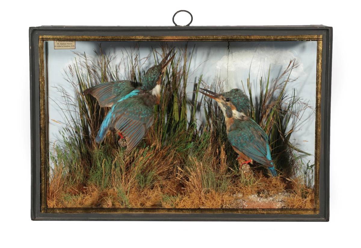 Lot 8 - Taxidermy: A Cased Pair of European Kingfishers (Alcedo atthis), by John Cooper & Sons, 28...