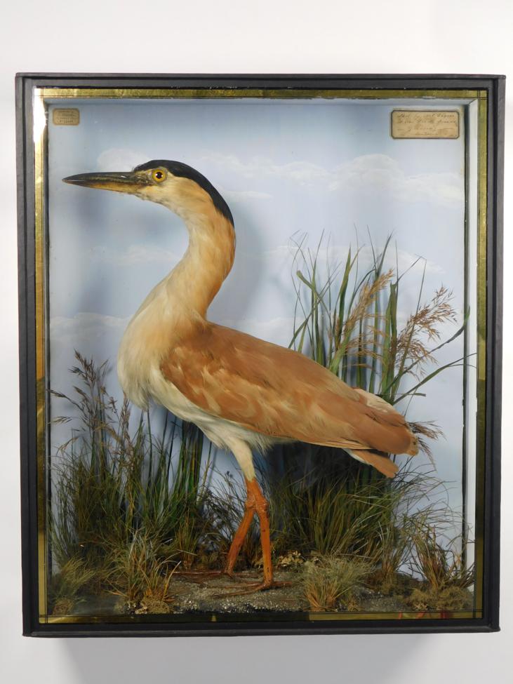 Lot 9 - Taxidermy: A Victorian Cased Nankeen Night Heron (Nycticorax caledonicus), circa 1855, by John...