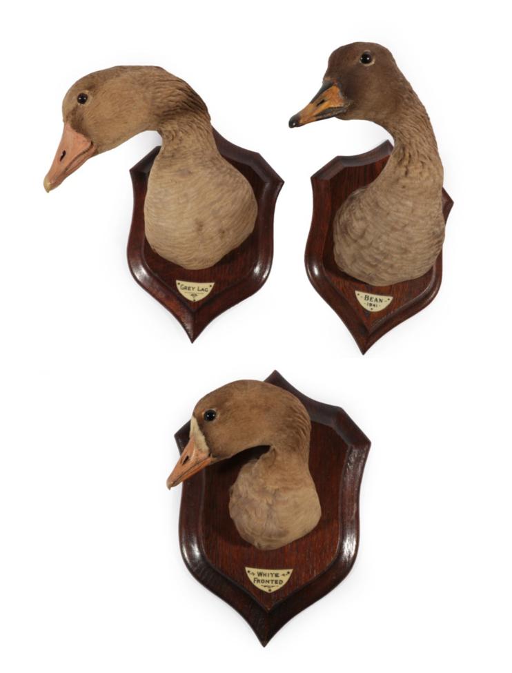 Lot 10 - Taxidermy: A Set of Three Mounted Geese Heads, circa 1930-1940, by Henry Murray & Son,...
