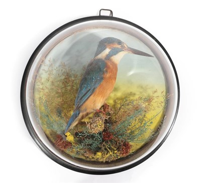 Lot 11 - Taxidermy: A Wall Domed Common Kingfisher (Alcedo atthis), circa 1900, a full mount adult...