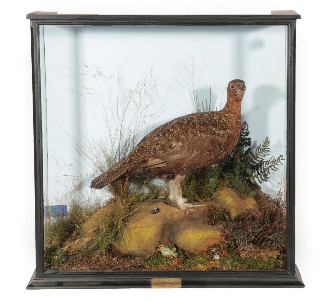 Lot 12 - Taxidermy: A Cased Red Grouse (Lagopus lagopus), by Macleay Taxidermy of Inverness, a full...