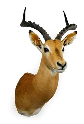 Lot 15 - Taxidermy: Common Impala (Aepyceros melampus), modern, high quality shoulder mount, facing to...